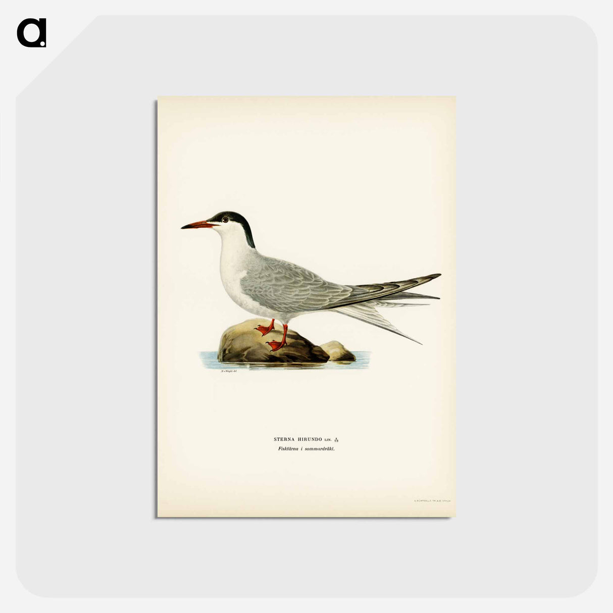 アートポストカード-Common Tern
 - スヴェンスカ フォグラル Postcard.