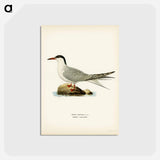アートポストカード-Common Tern
 - スヴェンスカ フォグラル Postcard.