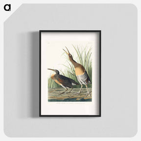 アートポスター-Salt Water Marsh Hen from Birds of America
 - アメリカの鳥たち Poster.