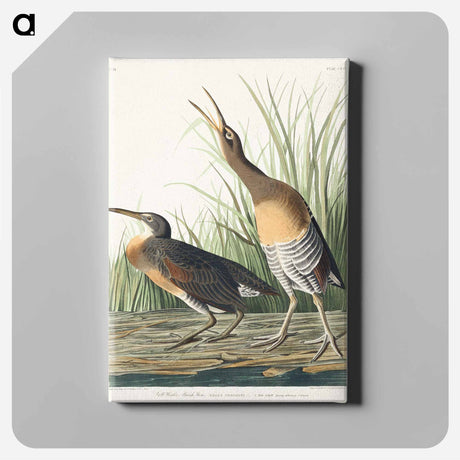 アートパネル-Salt Water Marsh Hen from Birds of America
 - アメリカの鳥たち Canvas.