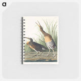アートメモ帳-Salt Water Marsh Hen from Birds of America
 - アメリカの鳥たち Memo.