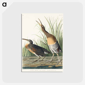 アートポストカード-Salt Water Marsh Hen from Birds of America
 - アメリカの鳥たち Postcard.