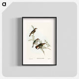 Shining Cuckoo
 - オーストラリアの鳥 Poster.