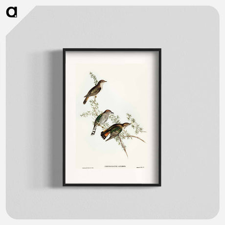 アートポスター-Shining Cuckoo
 - オーストラリアの鳥 Poster.