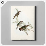 Shining Cuckoo
 - オーストラリアの鳥 Canvas.