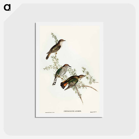 アートポストカード-Shining Cuckoo
 - オーストラリアの鳥 Postcard.