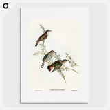 アートポスター-Shining Cuckoo
 - オーストラリアの鳥 Poster.