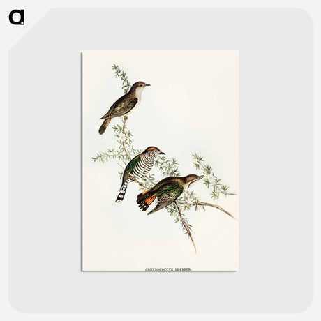 アートポストカード-Shining Cuckoo
 - オーストラリアの鳥 Postcard.