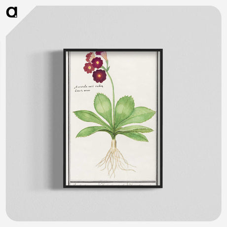 3-8_Anselmus-Boetius-de-Boodt_blk-crop