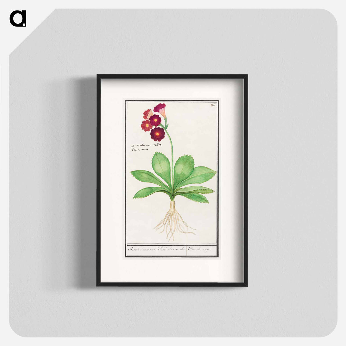 Primrose, Primula - アンセルムス ボエティウス デ ブート Poster.
