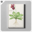 3-8_Anselmus-Boetius-de-Boodt_canvas