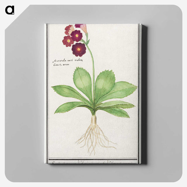 3-8_Anselmus-Boetius-de-Boodt_canvas