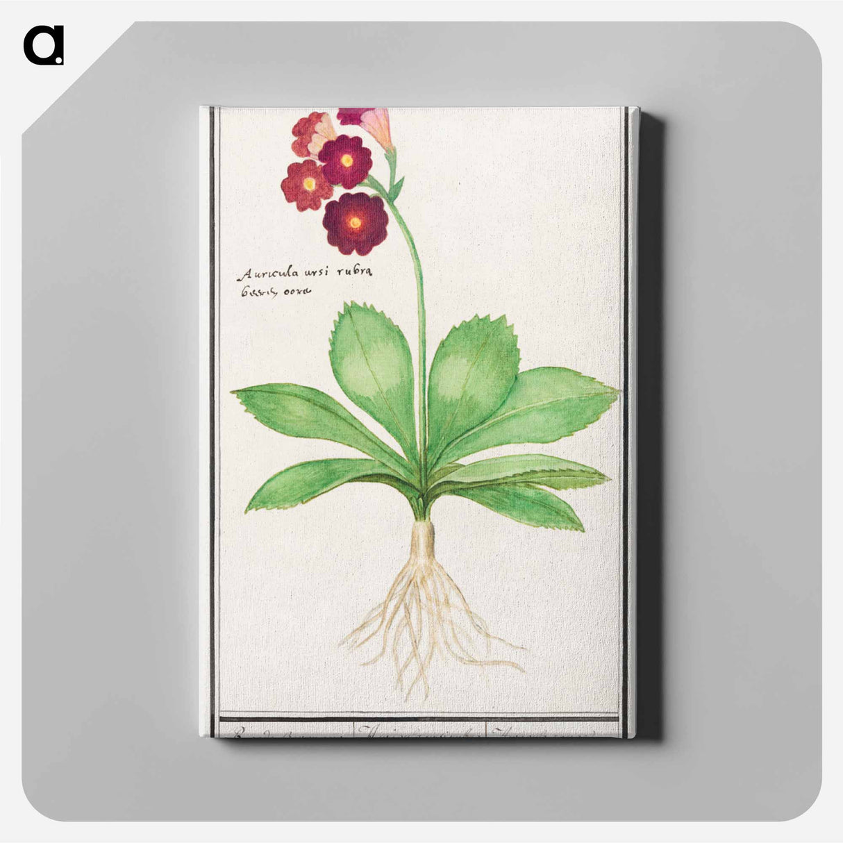 Primrose, Primula - アンセルムス ボエティウス デ ブート Canvas.