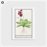 3-8_Anselmus-Boetius-de-Boodt_hagaki