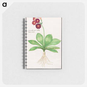アートメモ帳-Primrose, Primula - アンセルムス ボエティウス デ ブート Memo.