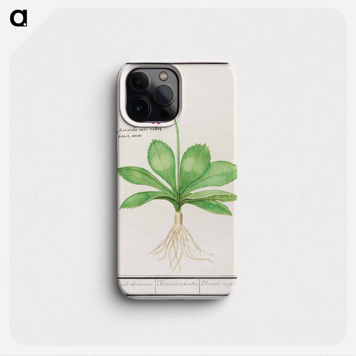 Primrose, Primula - アンセルムス ボエティウス デ ブート Phone Case.