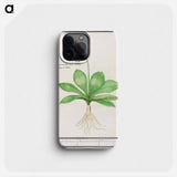 Primrose, Primula - アンセルムス ボエティウス デ ブート Phone Case.