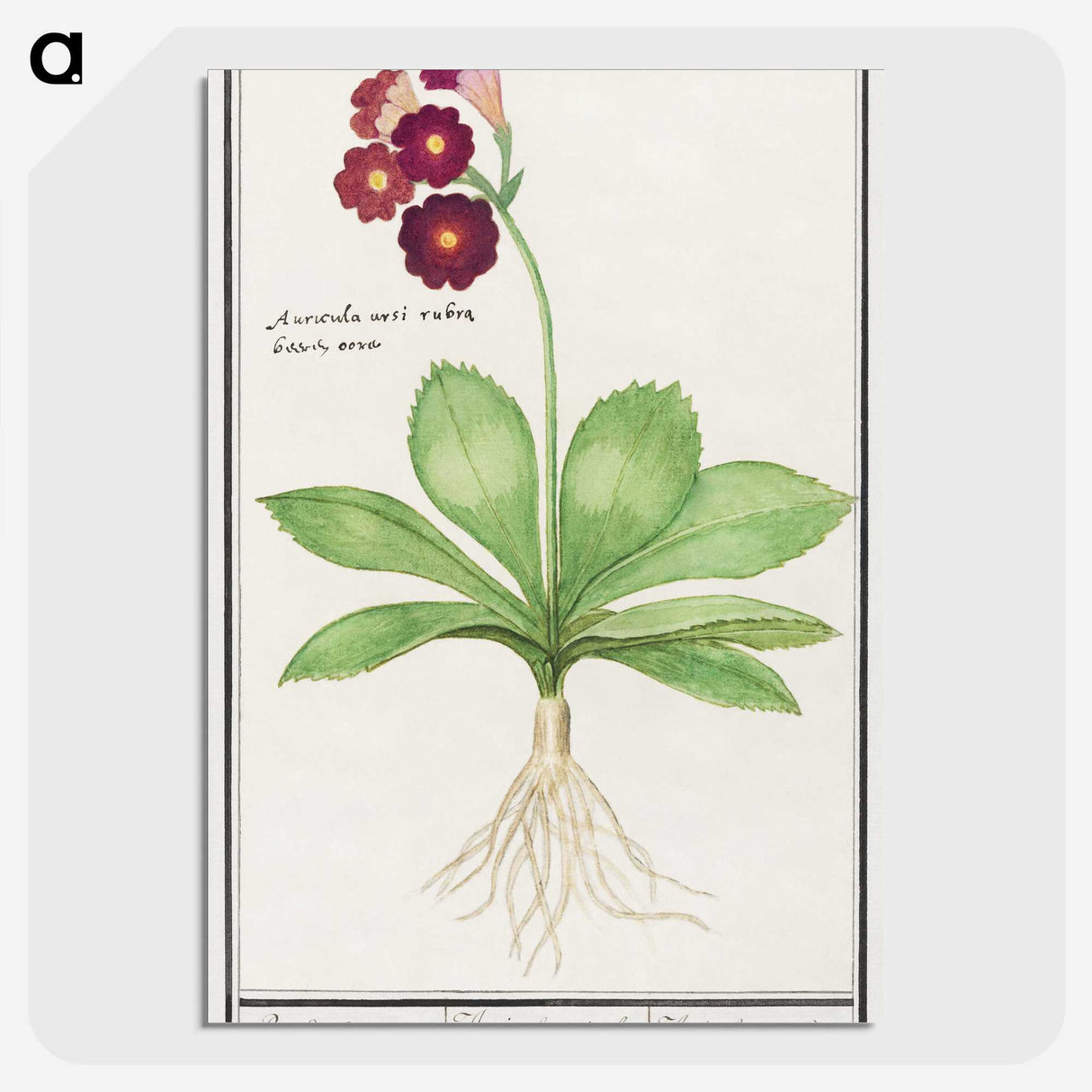 3-8_Anselmus-Boetius-de-Boodt_picture-crop