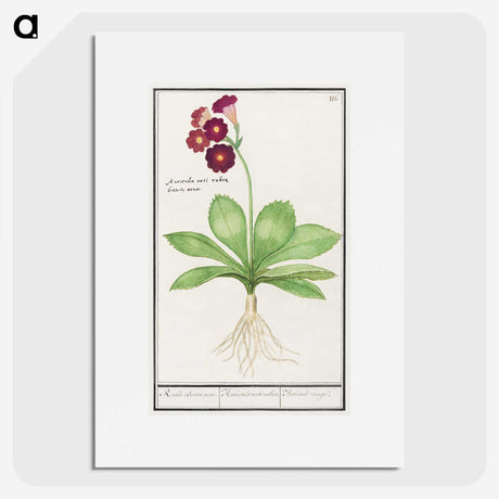 3-8_Anselmus-Boetius-de-Boodt_picture