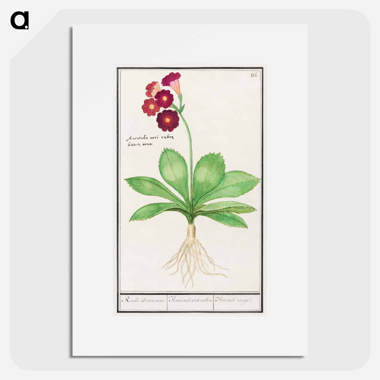 Primrose, Primula - アンセルムス ボエティウス デ ブート Poster.