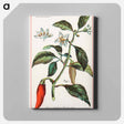 アートパネル-Cayenne, Capsicum Annuum
 - ボストン公共図書館 Canvas.