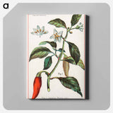 アートパネル-Cayenne, Capsicum Annuum
 - ボストン公共図書館 Canvas.