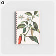 アートメモ帳-Cayenne, Capsicum Annuum
 - ボストン公共図書館 Memo.