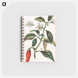 アートメモ帳-Cayenne, Capsicum Annuum
 - ボストン公共図書館 Memo.