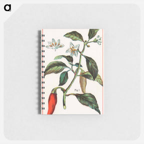 アートメモ帳-Cayenne, Capsicum Annuum
 - ボストン公共図書館 Memo.
