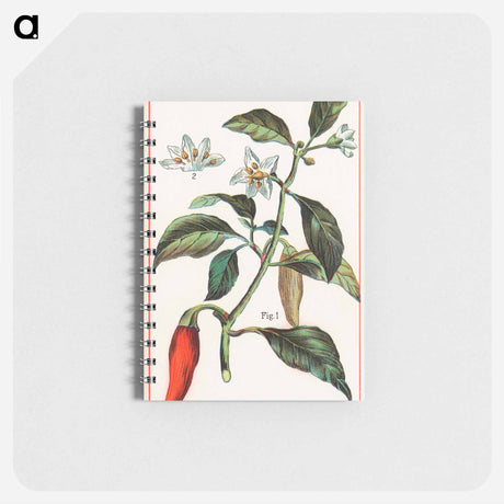 アートメモ帳-Cayenne, Capsicum Annuum
 - ボストン公共図書館 Memo.