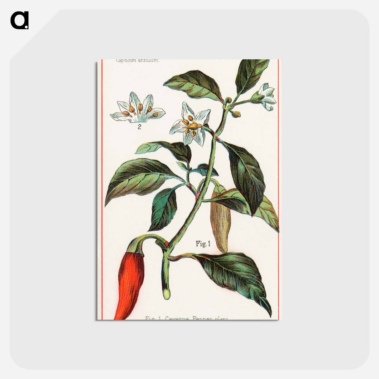アートポストカード-Cayenne, Capsicum Annuum
 - ボストン公共図書館 Postcard.