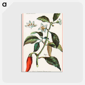 アートポストカード-Cayenne, Capsicum Annuum
 - ボストン公共図書館 Postcard.