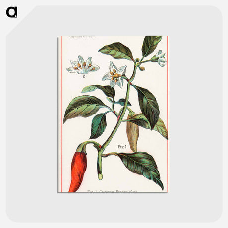 アートポストカード-Cayenne, Capsicum Annuum
 - ボストン公共図書館 Postcard.