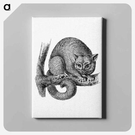 アートパネル-Opossum from Im australischen Busch und an den Küsten des Korallenmeeres
 - 大英図書館 Canvas.