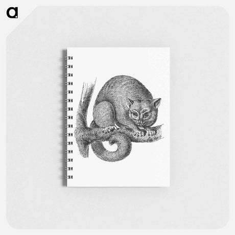 アートメモ帳-Opossum from Im australischen Busch und an den Küsten des Korallenmeeres
 - 大英図書館 Memo.