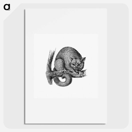 アートポスター-Opossum from Im australischen Busch und an den Küsten des Korallenmeeres
 - 大英図書館 Poster.