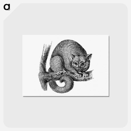 アートポストカード-Opossum from Im australischen Busch und an den Küsten des Korallenmeeres
 - 大英図書館 Postcard.