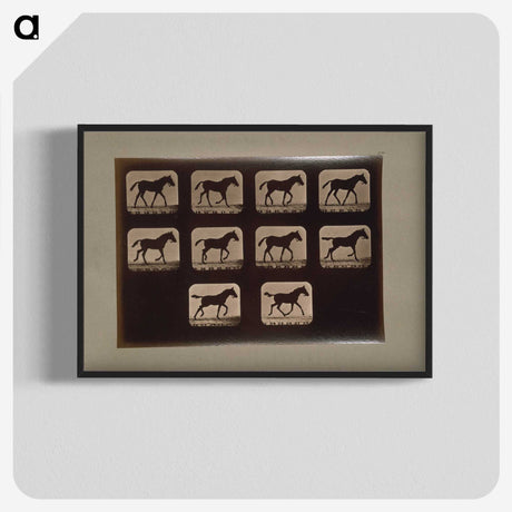 3-8_Eadweard-Muybridge_blk-crop