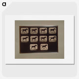 3-8_Eadweard-Muybridge_picture