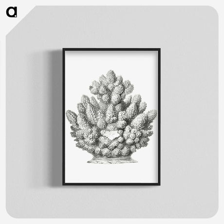 3-8_Ernst-Haeckel_blk-crop