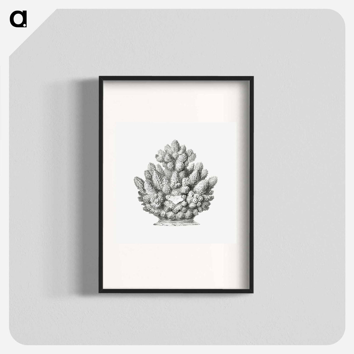 Vintage coral illustration on white background - エルンスト ヘッケル Poster.
