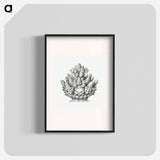 Vintage coral illustration on white background - エルンスト ヘッケル Poster.