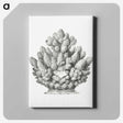 3-8_Ernst-Haeckel_canvas