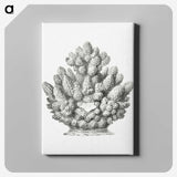 3-8_Ernst-Haeckel_canvas