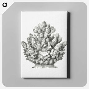 3-8_Ernst-Haeckel_canvas
