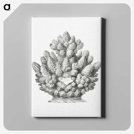 3-8_Ernst-Haeckel_canvas