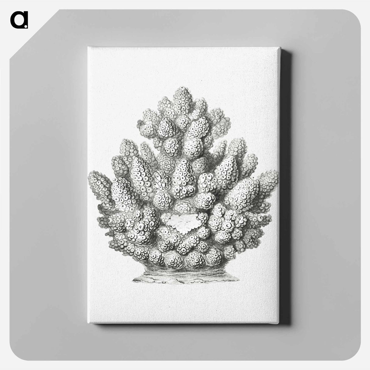 Vintage coral illustration on white background - エルンスト ヘッケル Canvas.