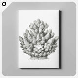 Vintage coral illustration on white background - エルンスト ヘッケル Canvas.