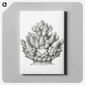 アートパネル-Vintage coral illustration on white background - エルンスト ヘッケル Canvas.