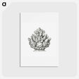 アートポストカード-Vintage coral illustration on white background - エルンスト ヘッケル Postcard.
